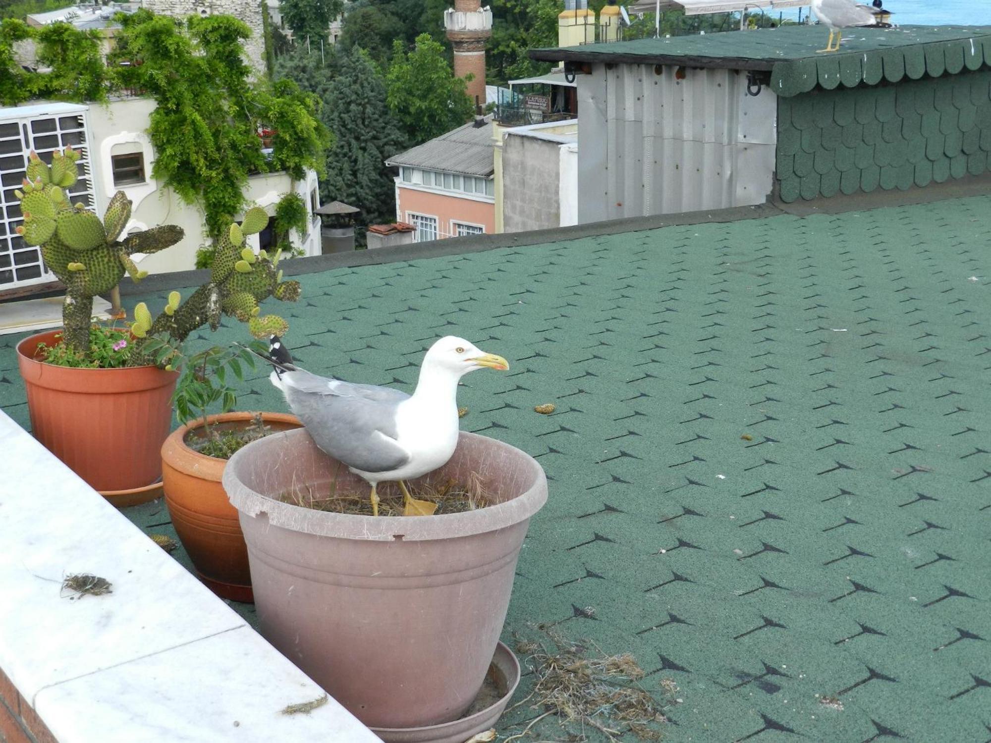 Berk Guest House - Grandma'S House Istambul Exterior foto
